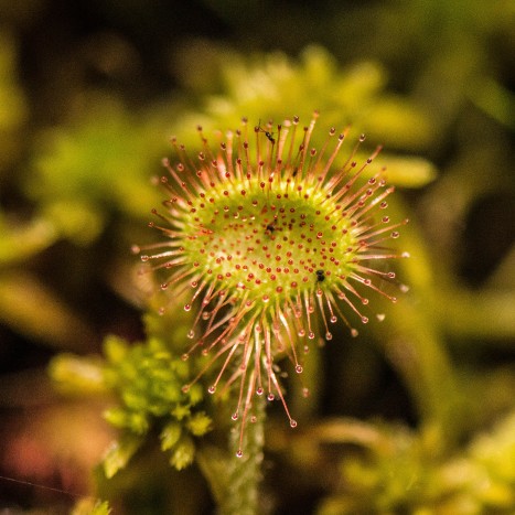 Drosera rotundifolia