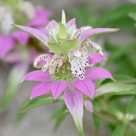 Monarda punctata