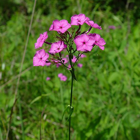 Phlox glaberrima