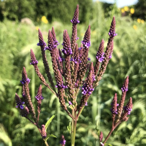 Verbena hastata