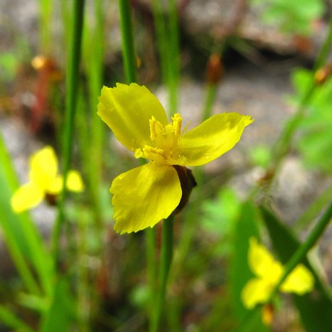 Xyris difformis