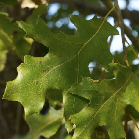 Black Oak (Quercus velutina) Fagaceae
