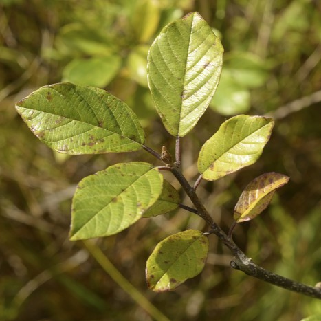 Frangula alnus