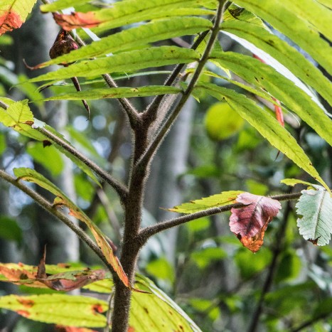 Rhus typhina