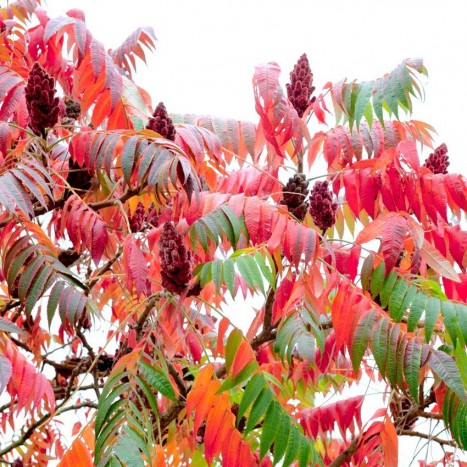 Rhus typhina ﻿fruit
