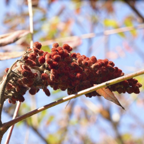 Rhus glabra ﻿fruit