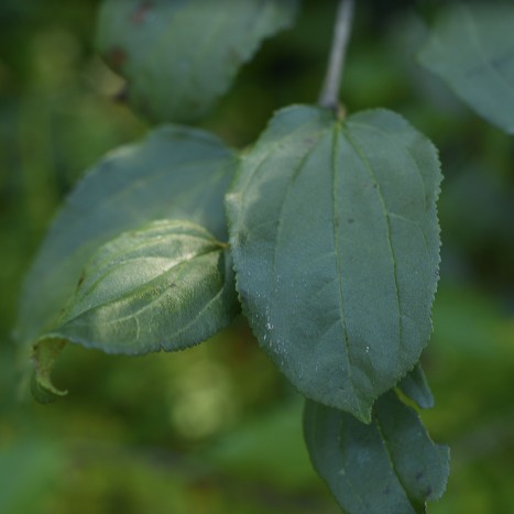 Rhamnus cathartica ﻿leaf