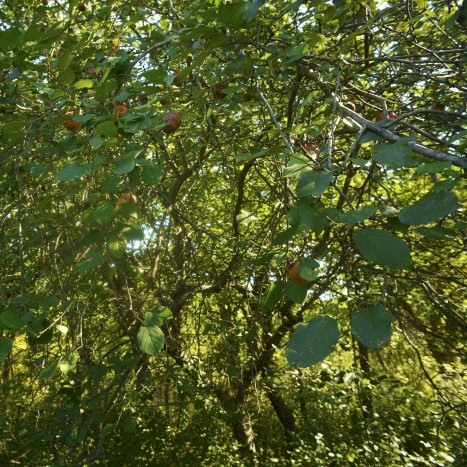 Malus x domestica