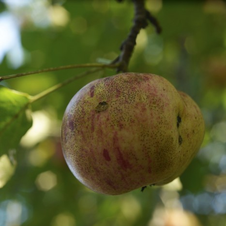 Malus x domestica ﻿fruit