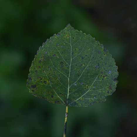 Populus tremuloides﻿ leaf