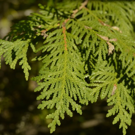 Thuja occidentalis leaves