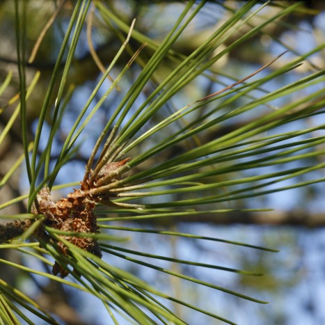 Pinus resinosa ﻿needles