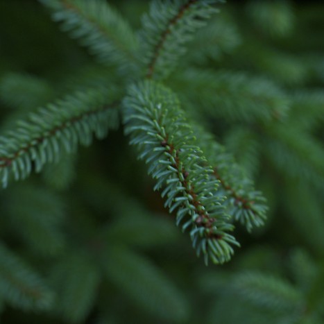 Picea mariana ﻿needles