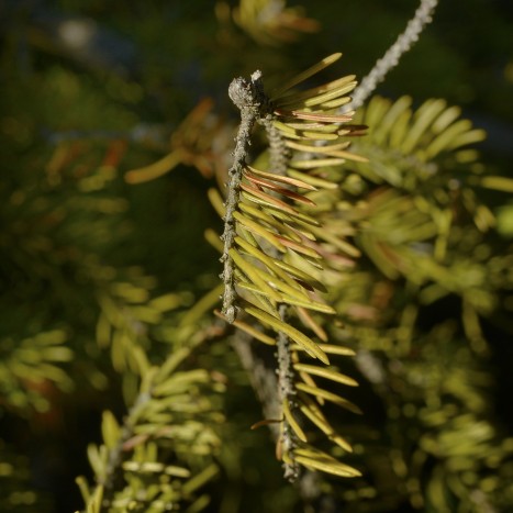 Picea glauca ﻿needles