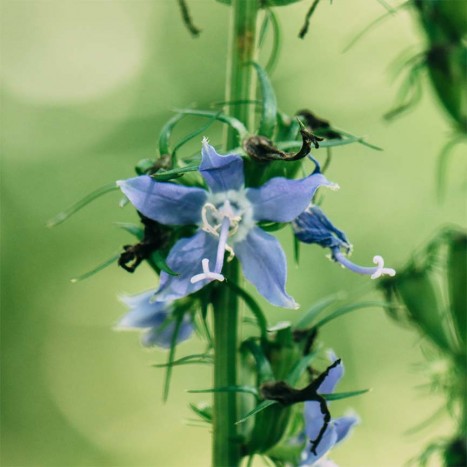 Campanulastrum americanum