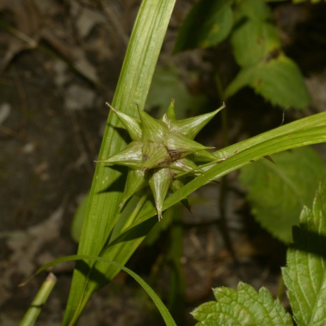 Carex grayi