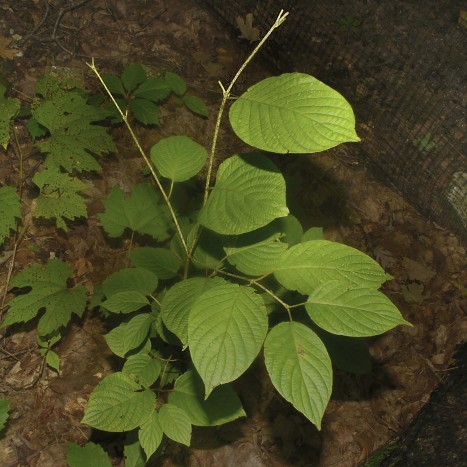 Cornus rugosa