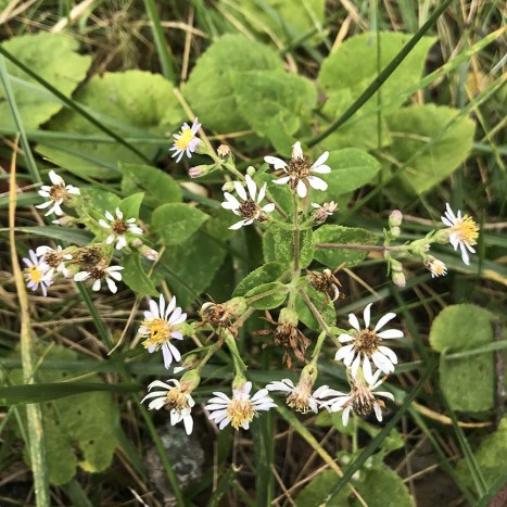Eurybia macrophylla