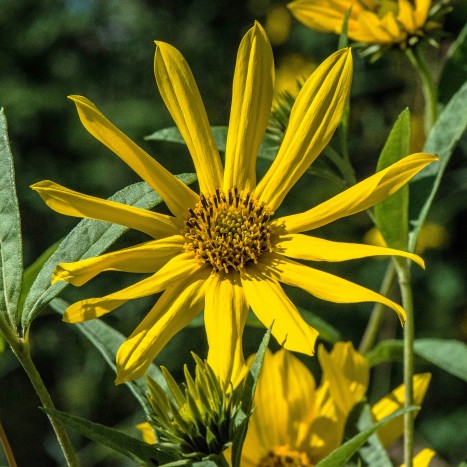 Helianthus Grosseserratus Sawtooth Sunflower Asteraceae