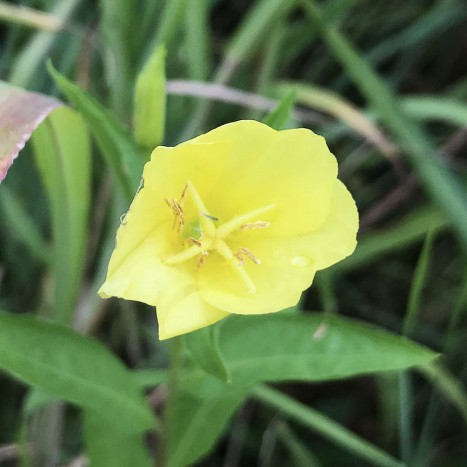 Oenothera biennis 