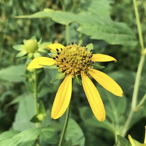 Rudbeckia laciniata