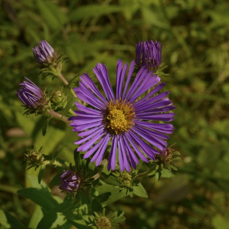 Symphyotrichum novae-angliae