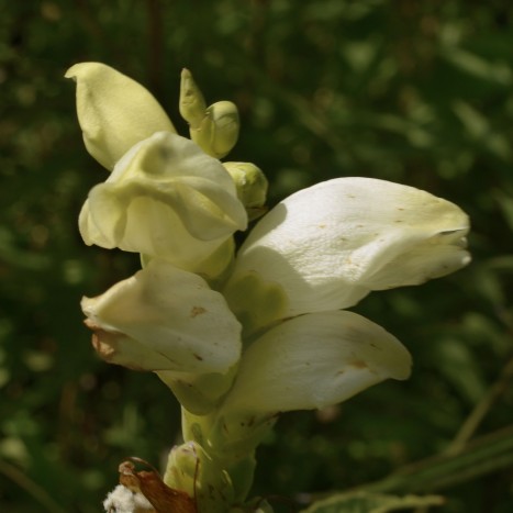Chelone glabra