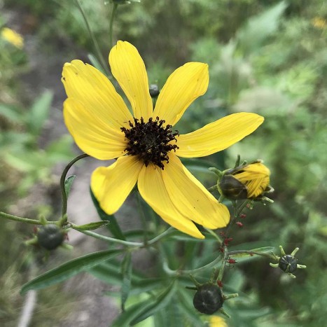 Coreopsis tripteris