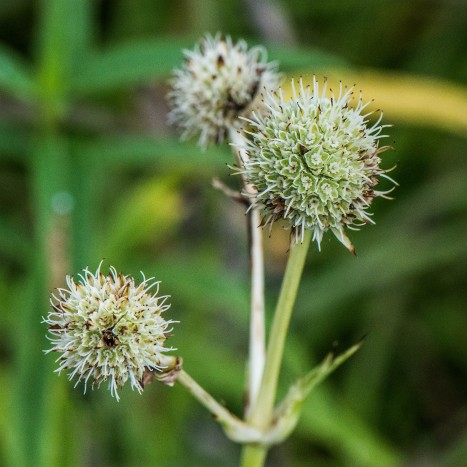 Eryngium yuccifolium