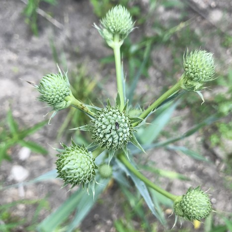 Eryngium yuccifolium