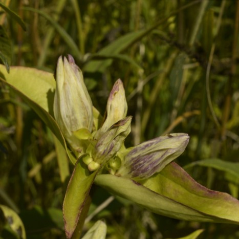 Gentiana alba
