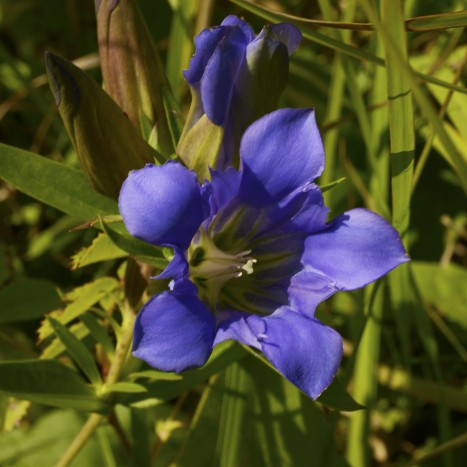 Gentiana puberulenta