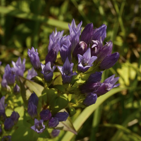 Gentianella quinquefolia
