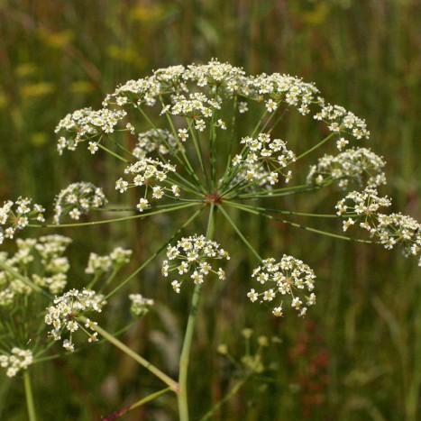 Oxypolis rigidior