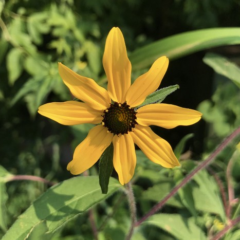 Rudbeckia triloba