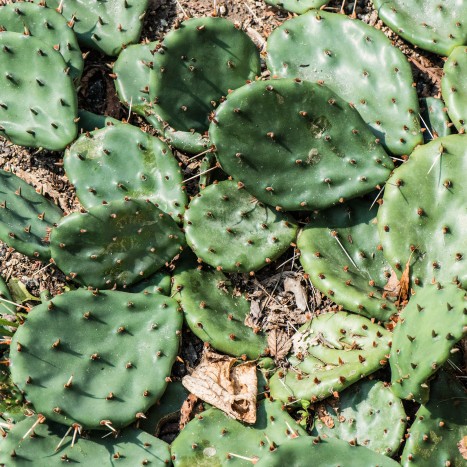 Opuntia humifusa