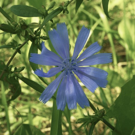 Cichorium intybus