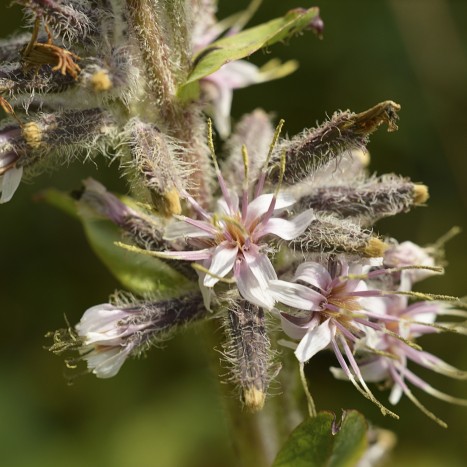 Prenanthes racemosa