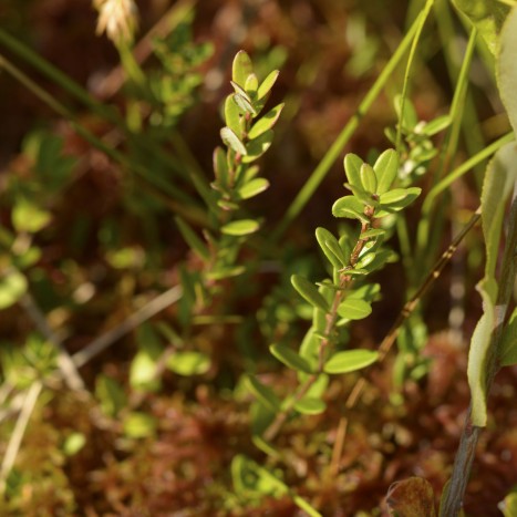 Vaccinium macrocarpon