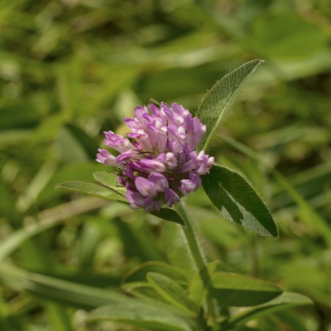 Trifolium pratense