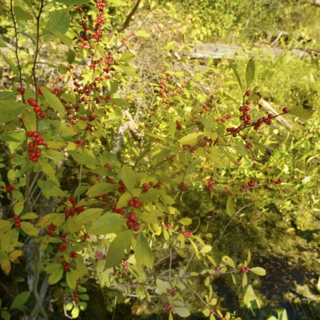 Ilex verticillata