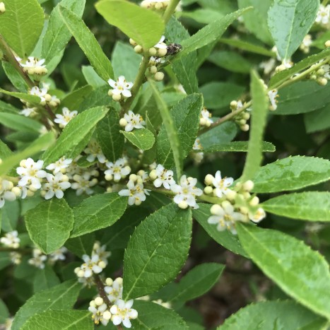 Ilex verticillata ﻿flowers