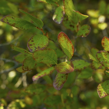 Gaylussacia baccata