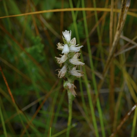 Spiranthes cernua