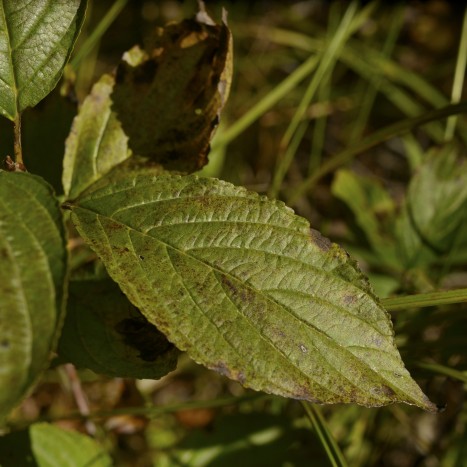 Rhamnus alnifolia