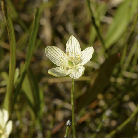Parnassia glauca