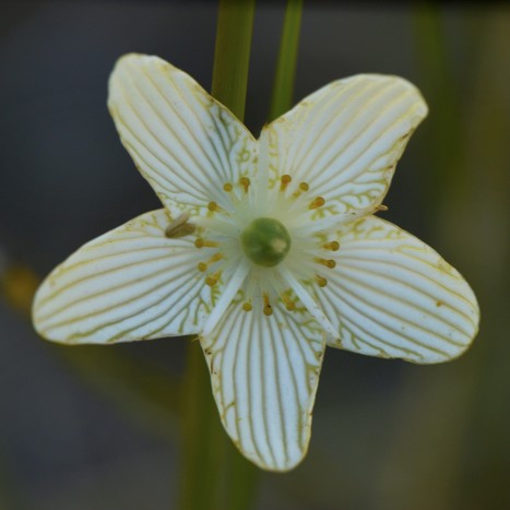 Parnassia glauca