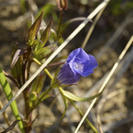 Gentianopsis virgata