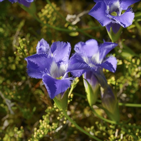 Gentianopsis virgata