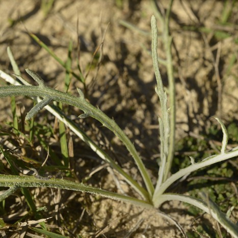Cirsium pitcheri